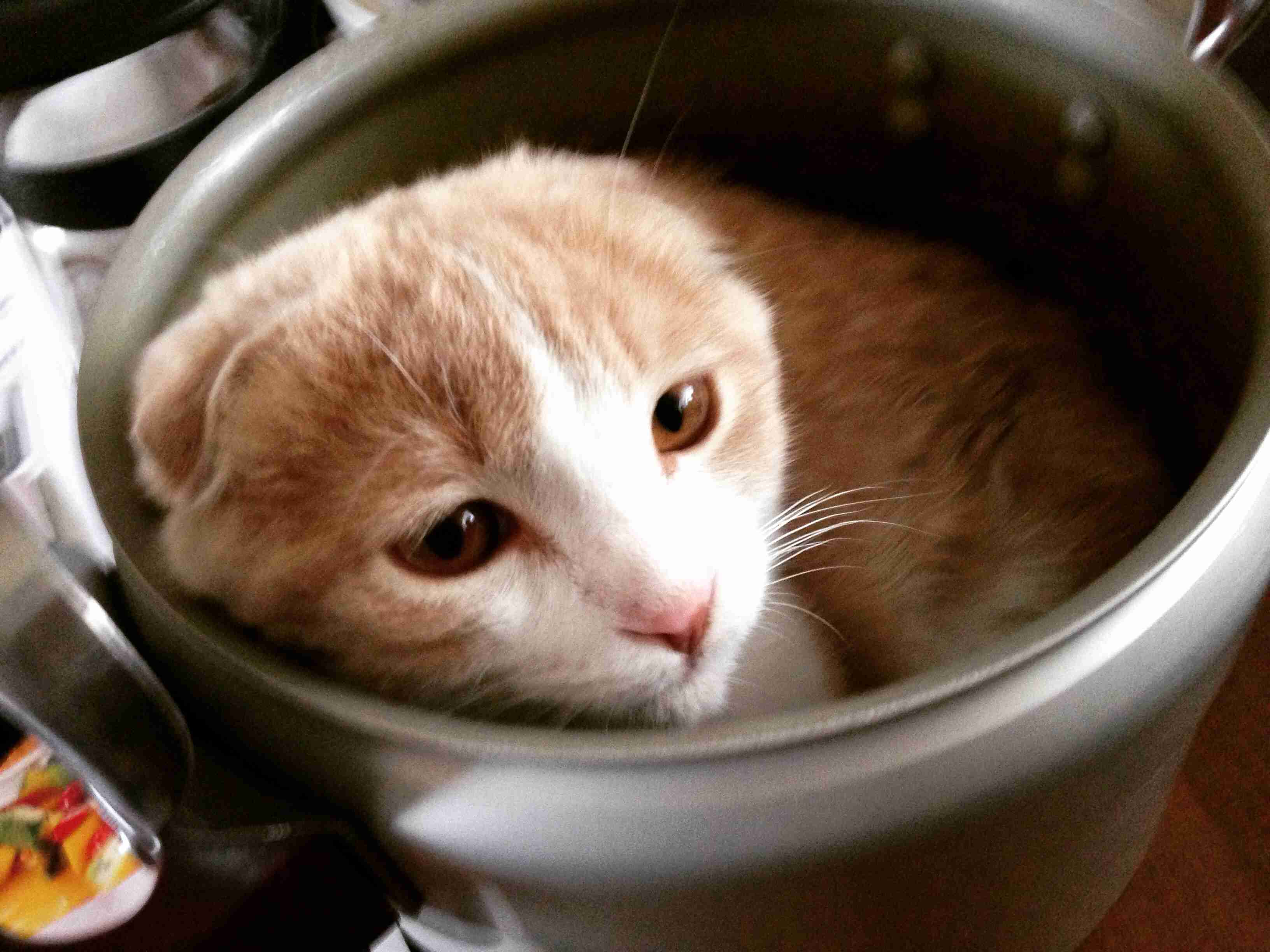 猫あるある画像