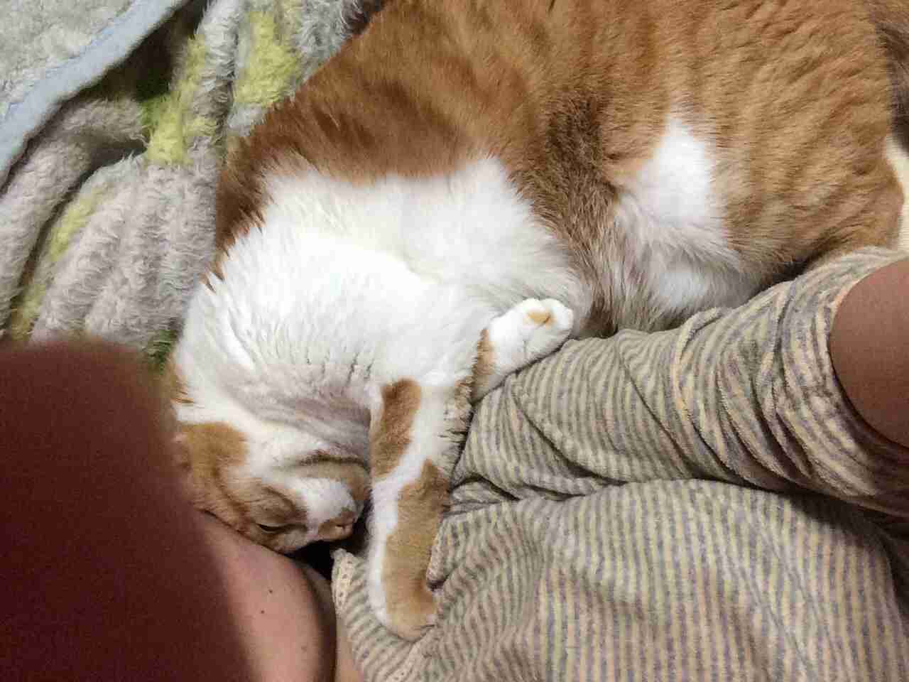 猫あるある画像
