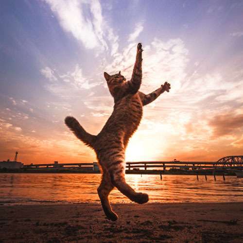 猫あるある画像