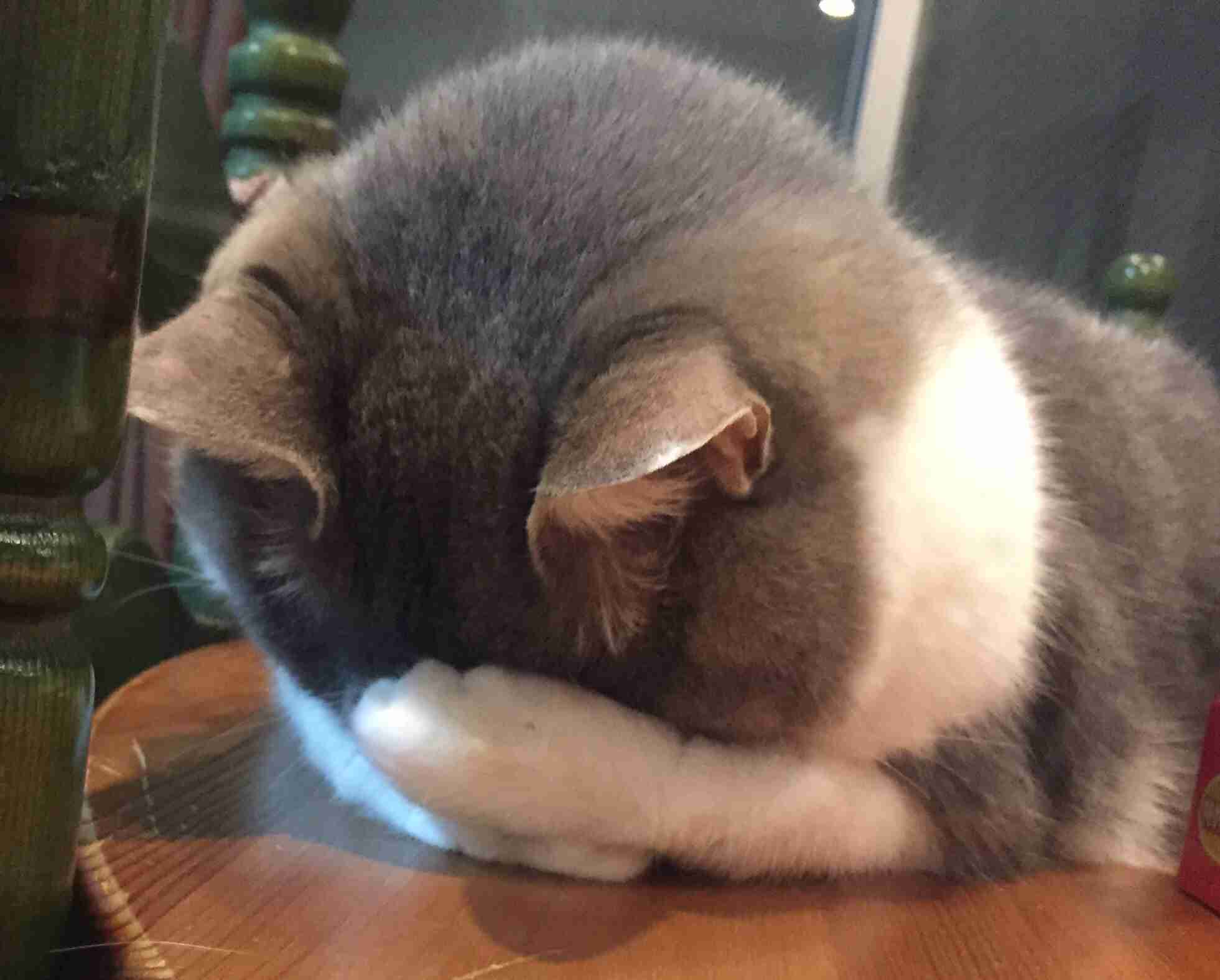 猫あるある画像