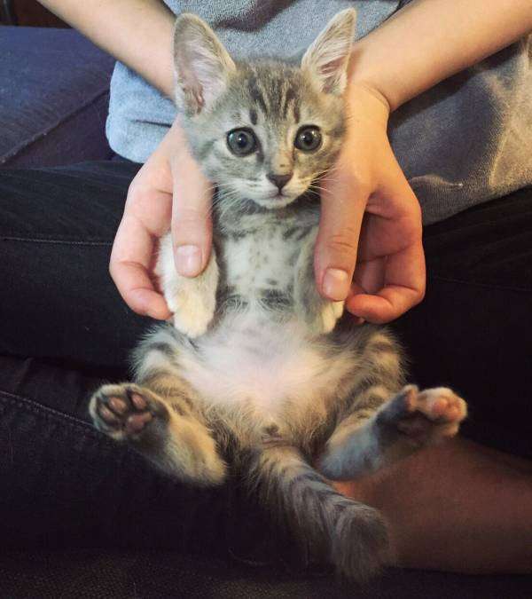 猫あるある画像