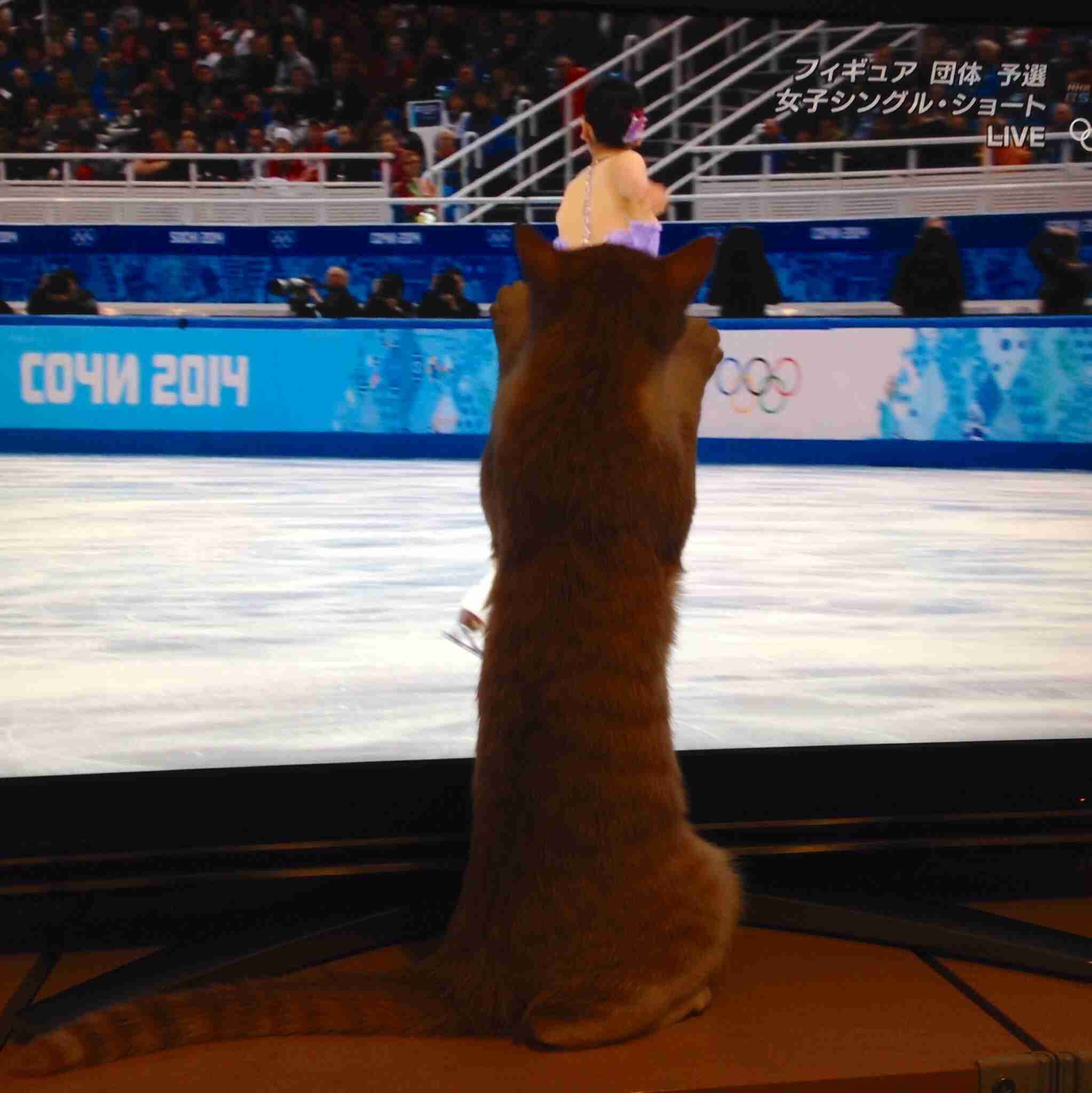 猫あるある画像