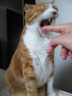 猫あるある画像