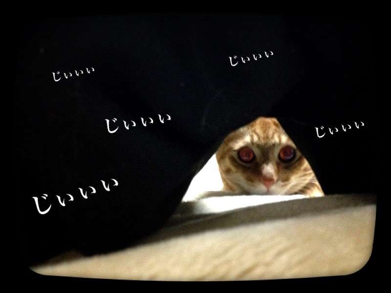 猫あるある画像