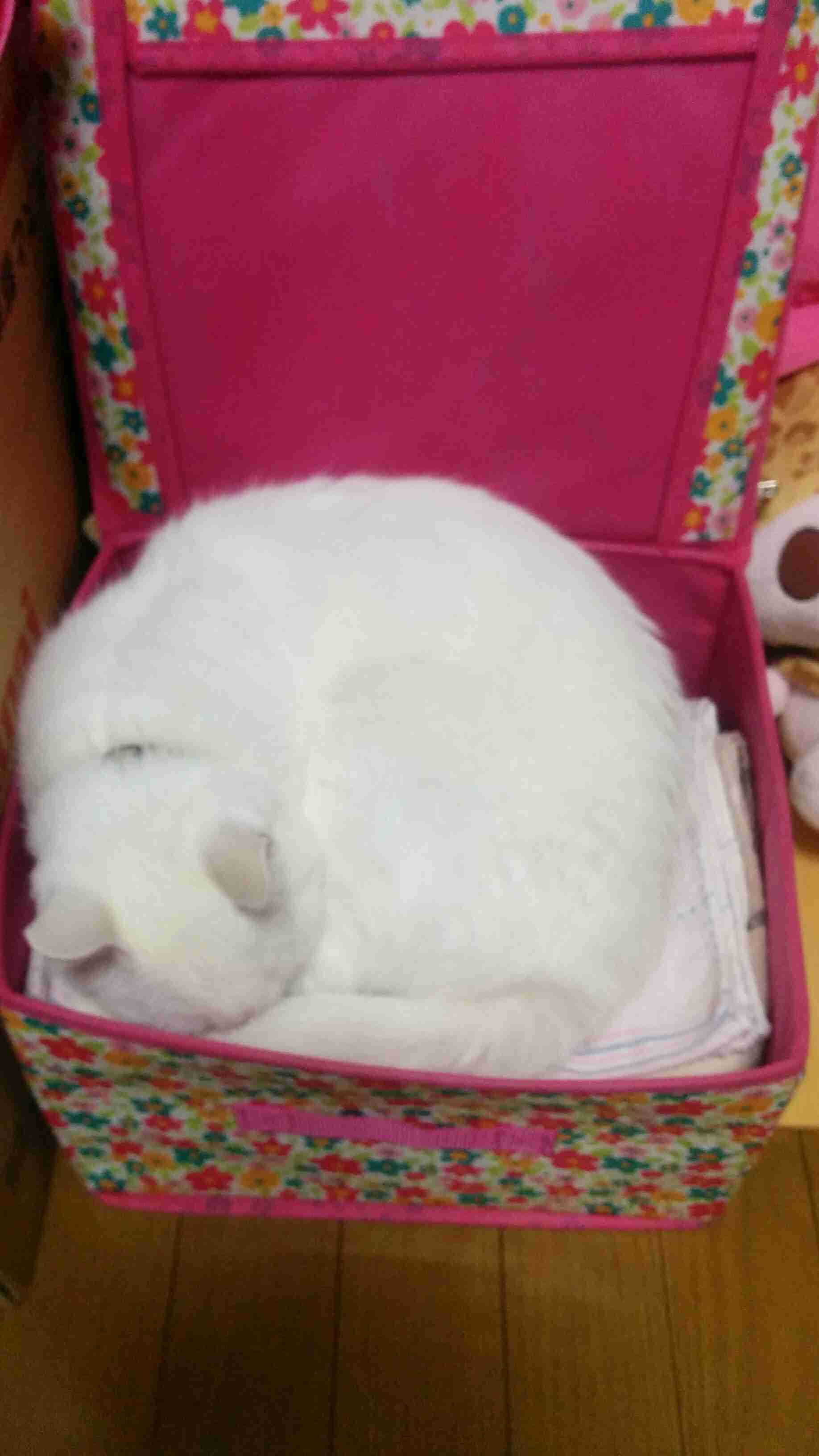 猫あるある画像