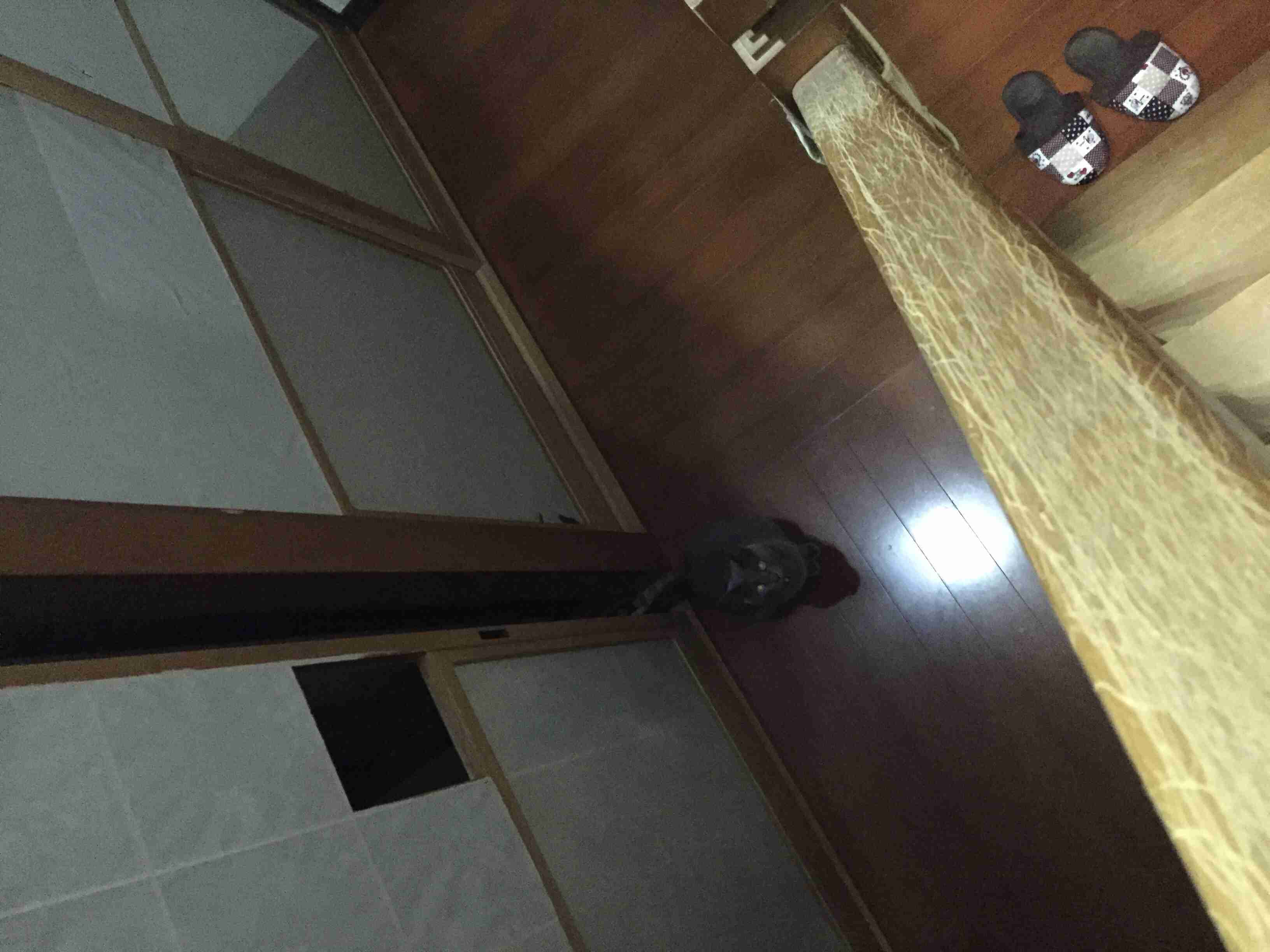 猫あるある画像