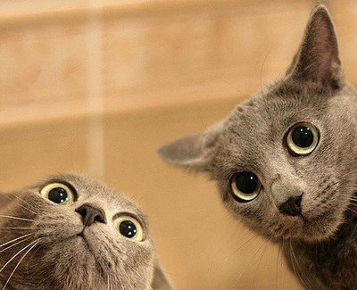猫あるある画像