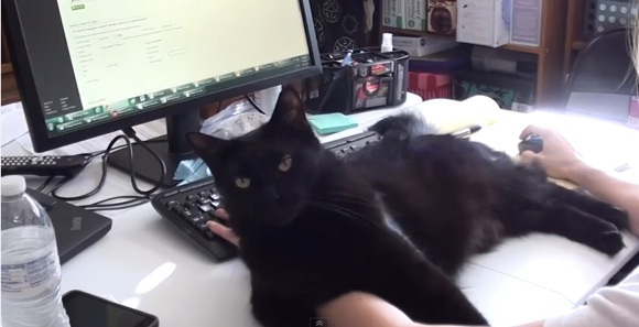 猫あるある画像
