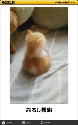 猫あるある画像