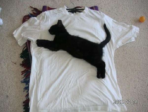 猫あるある画像