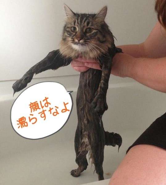 猫あるある画像