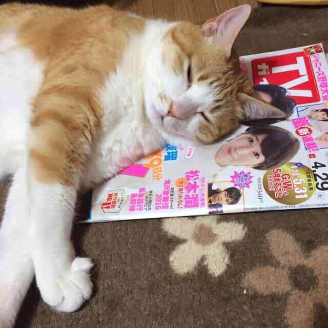 猫あるある画像
