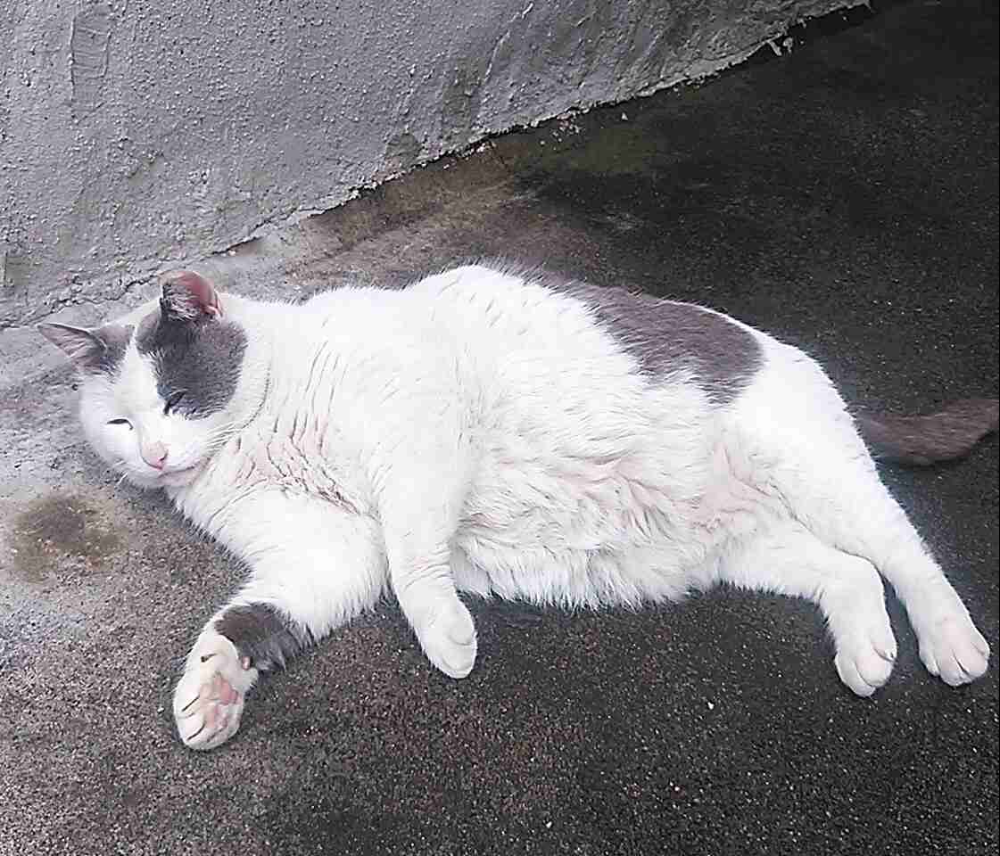 猫あるある画像