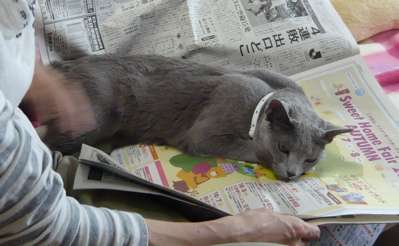 猫あるある画像