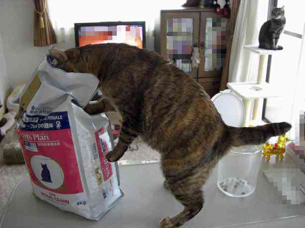 猫あるある画像