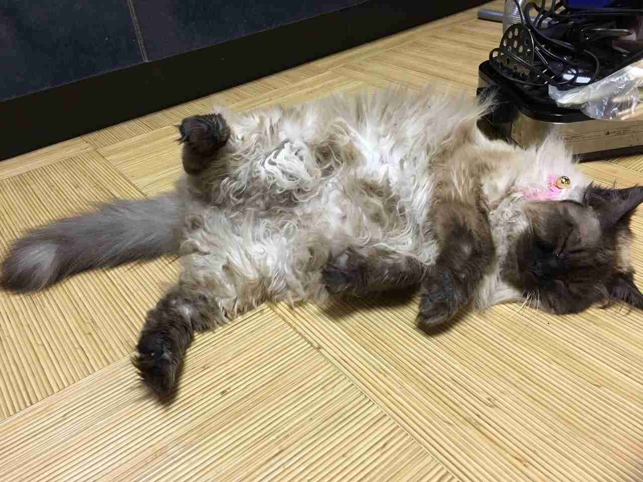 猫あるある画像