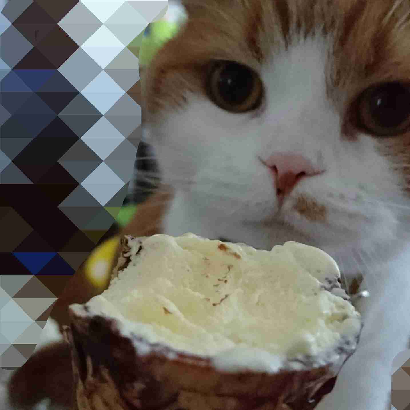 猫あるある画像