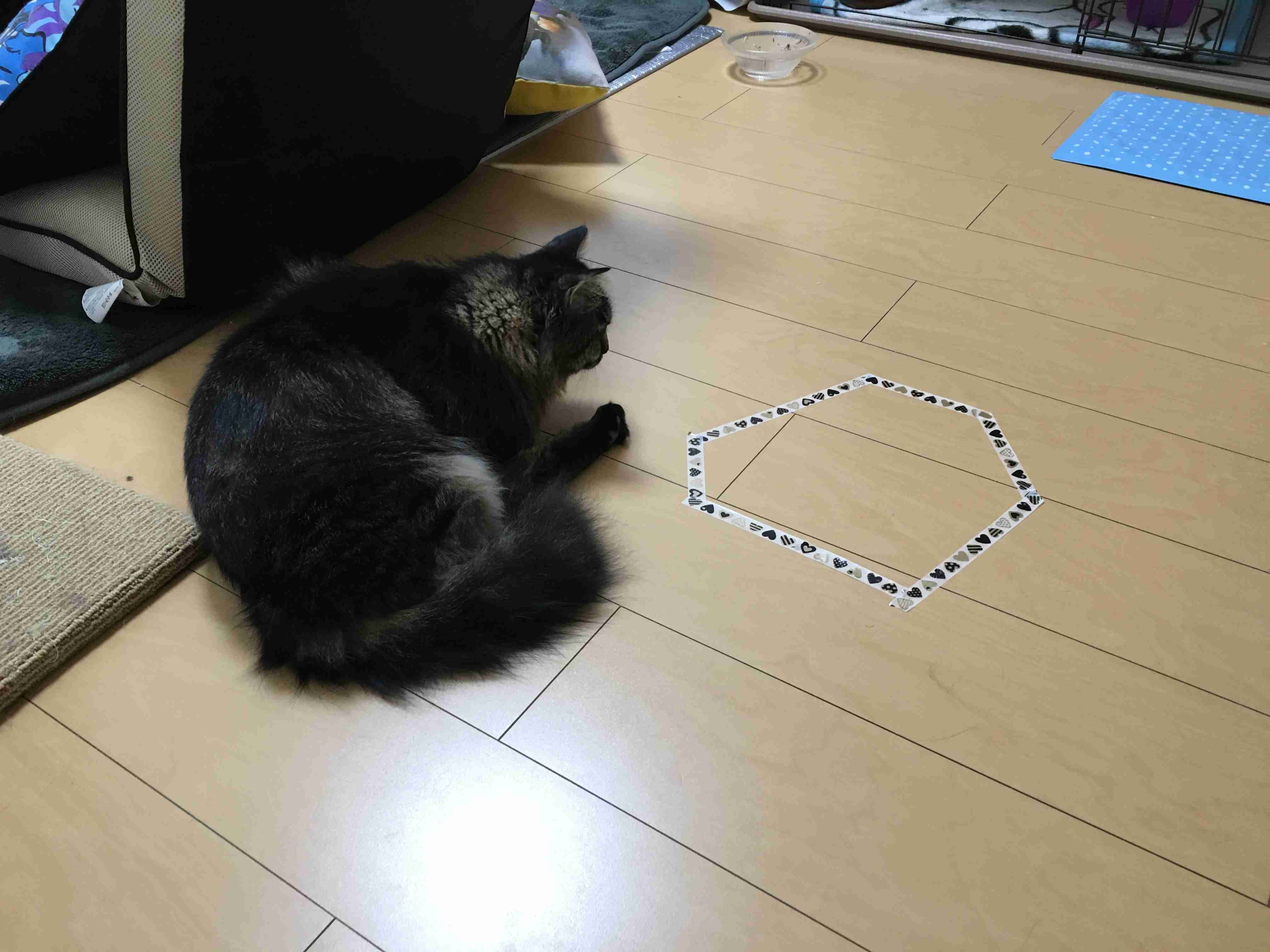 猫あるある画像
