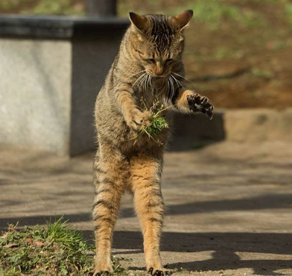 猫あるある画像