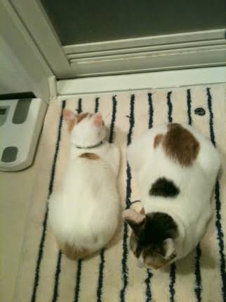 猫あるある画像