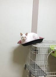 猫あるある画像