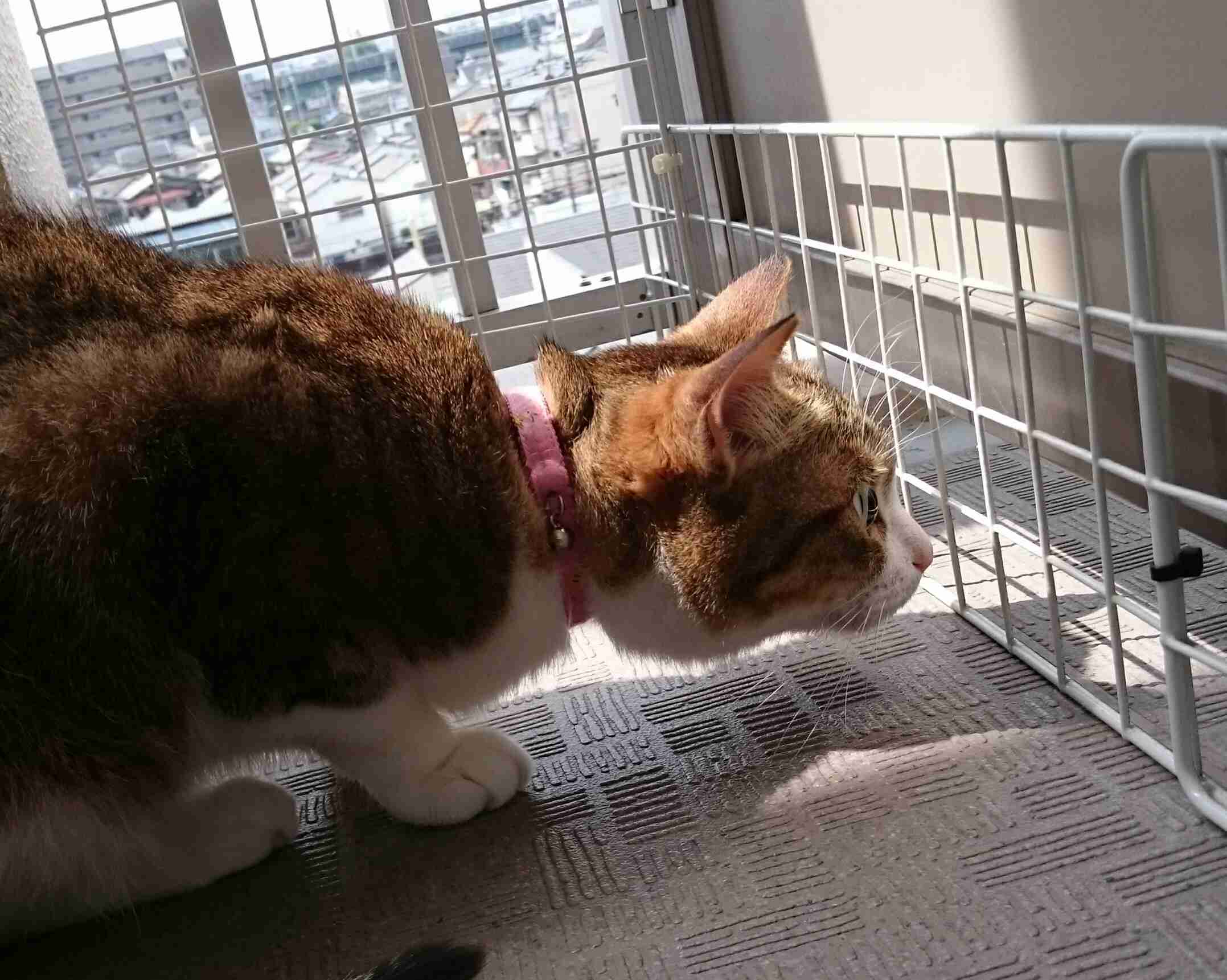 猫あるある画像