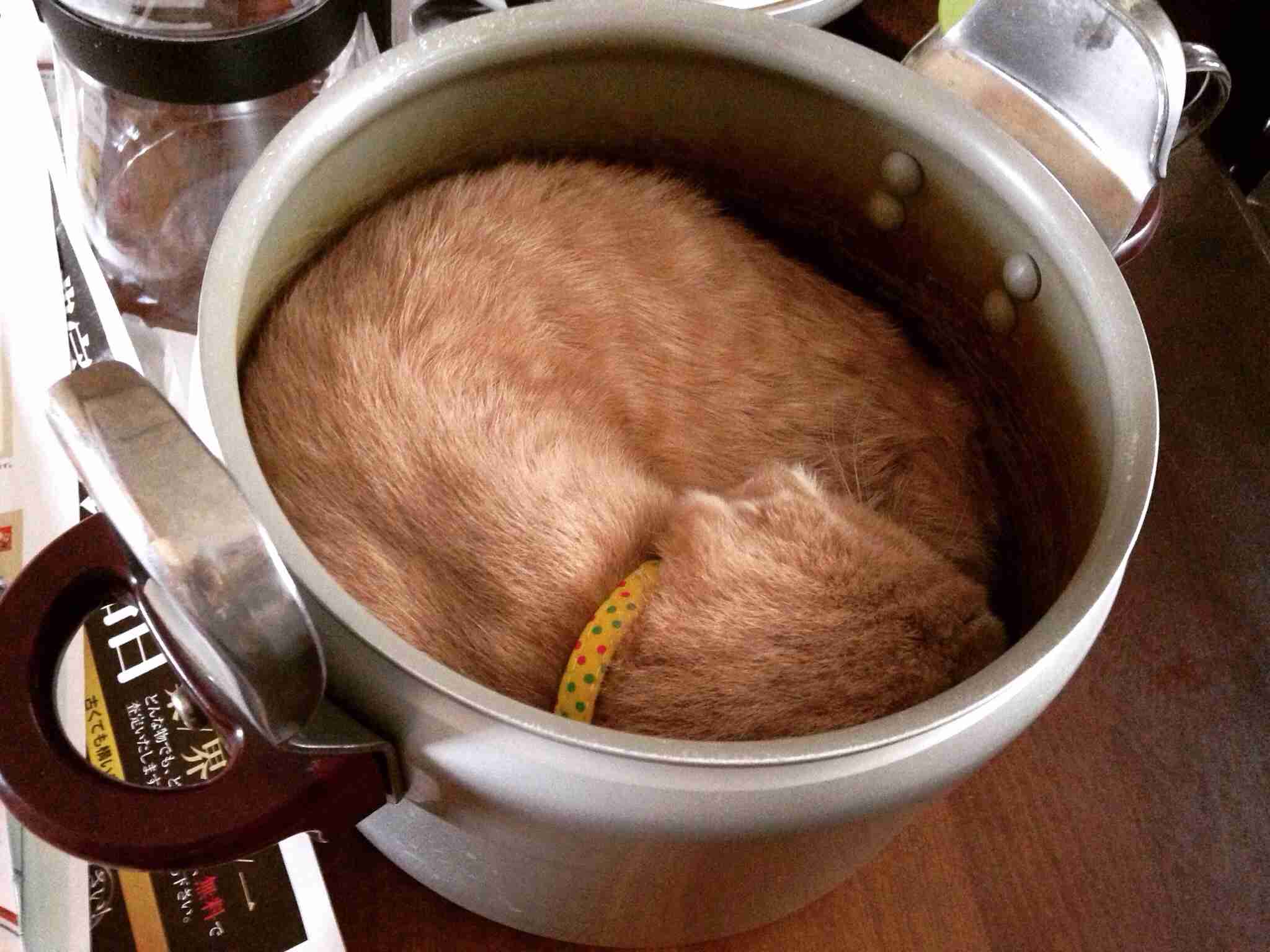 猫あるある画像