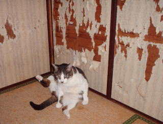 猫あるある画像