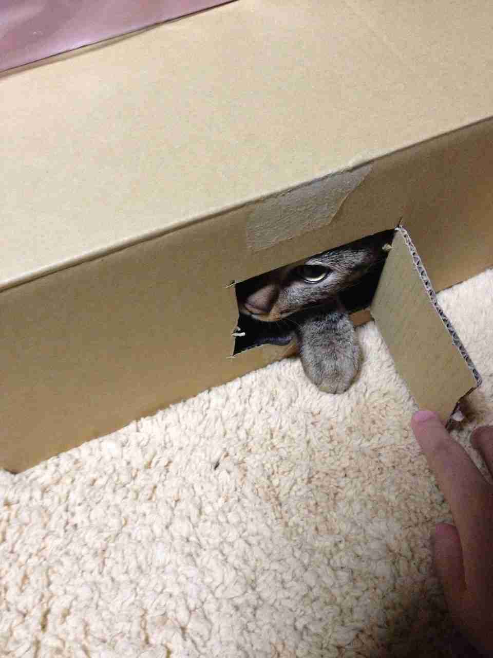 猫あるある画像