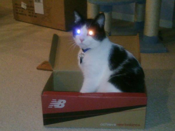 猫あるある画像