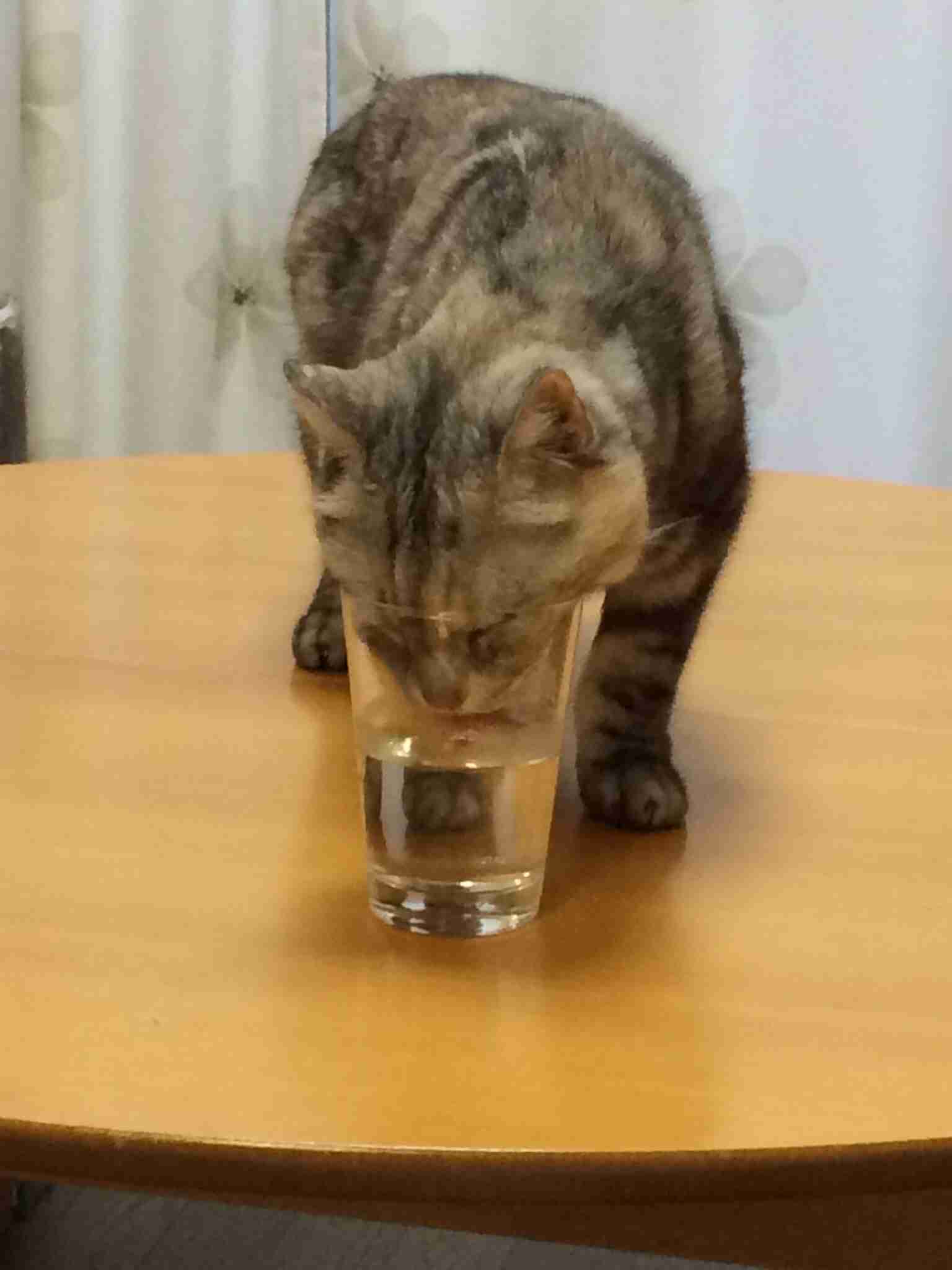 猫あるある画像