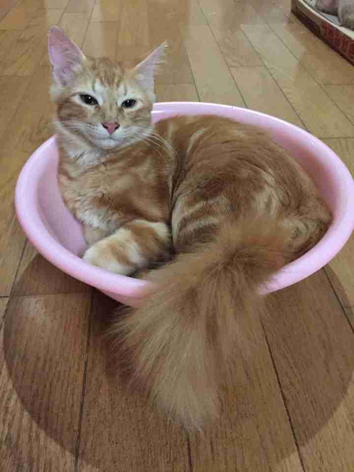 猫あるある画像