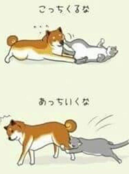 猫あるある画像