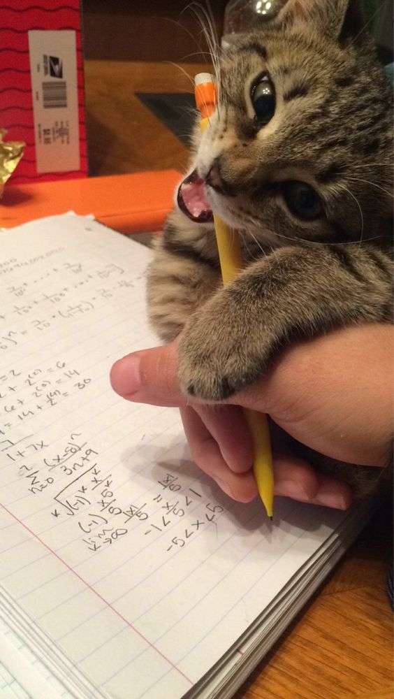 猫あるある画像