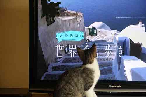 猫あるある画像