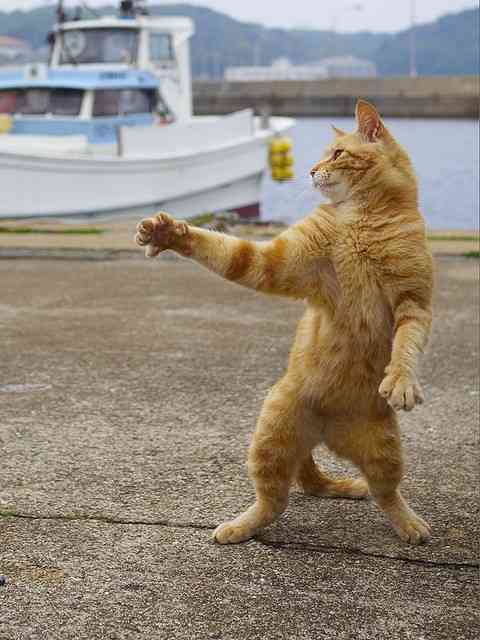猫あるある画像
