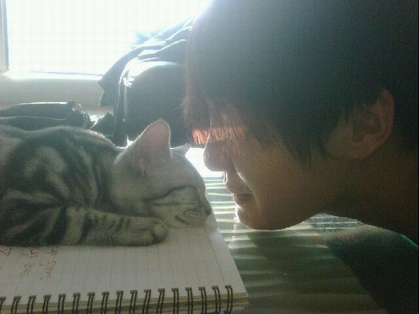 猫あるある画像