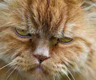 小倉優子の怒りが爆発! 妊娠中に夫と不貞した「事務所の後輩アイドル」が除名に!?