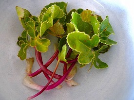 珍しい野菜
