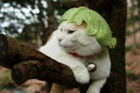 珍しい野菜