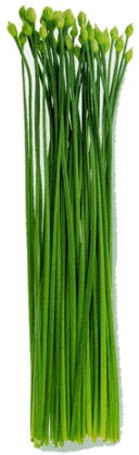 珍しい野菜