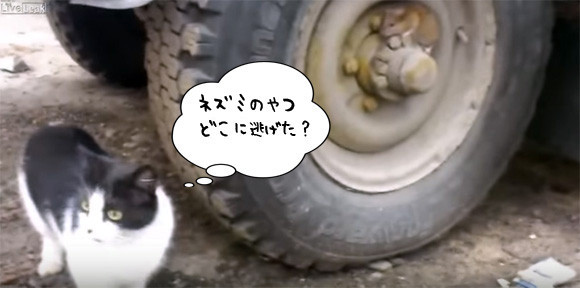 ペットのダイエット