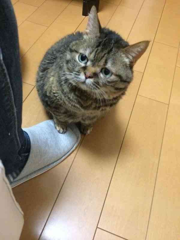 ペットのダイエット