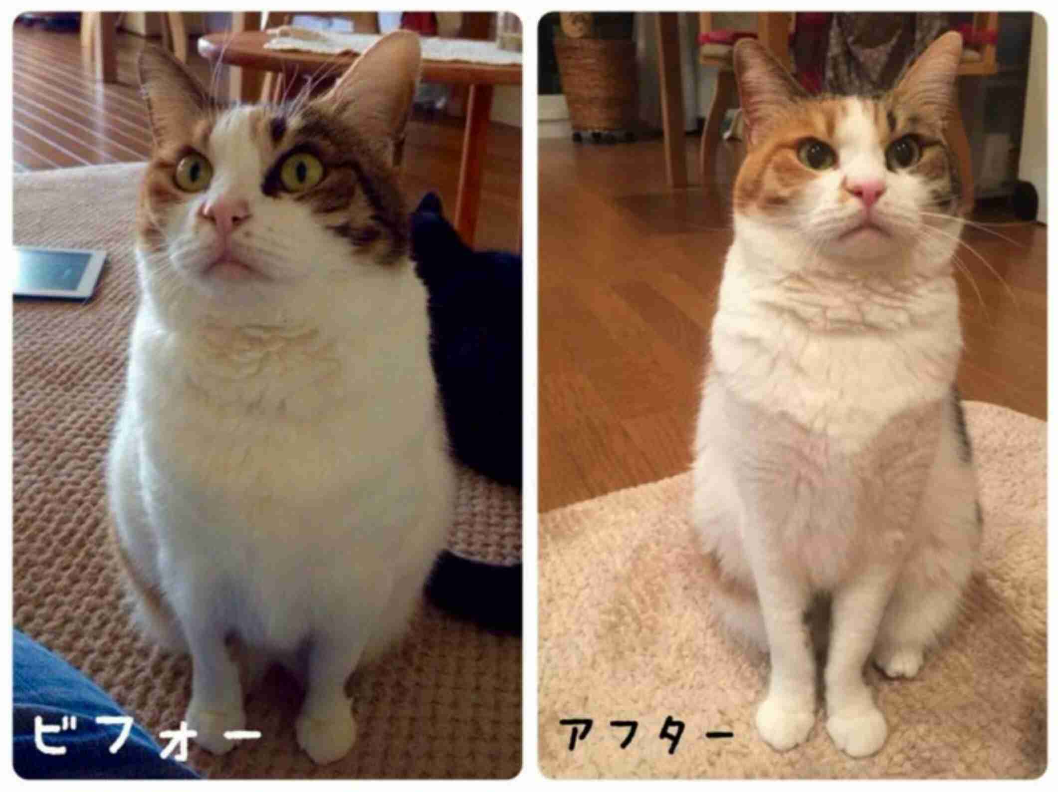 ペットのダイエット