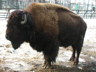 群馬サファリパークで女性従業員が熊に襲われて死亡