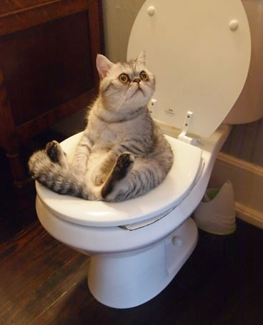 人のお家のトイレ座りますか?