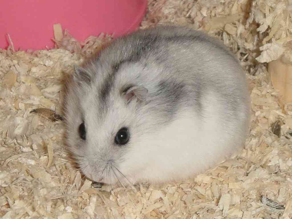 もふもふした動物達の画像を貼るトピ