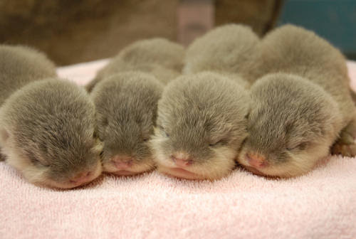 もふもふした動物達の画像を貼るトピ ガールズちゃんねる Girls Channel