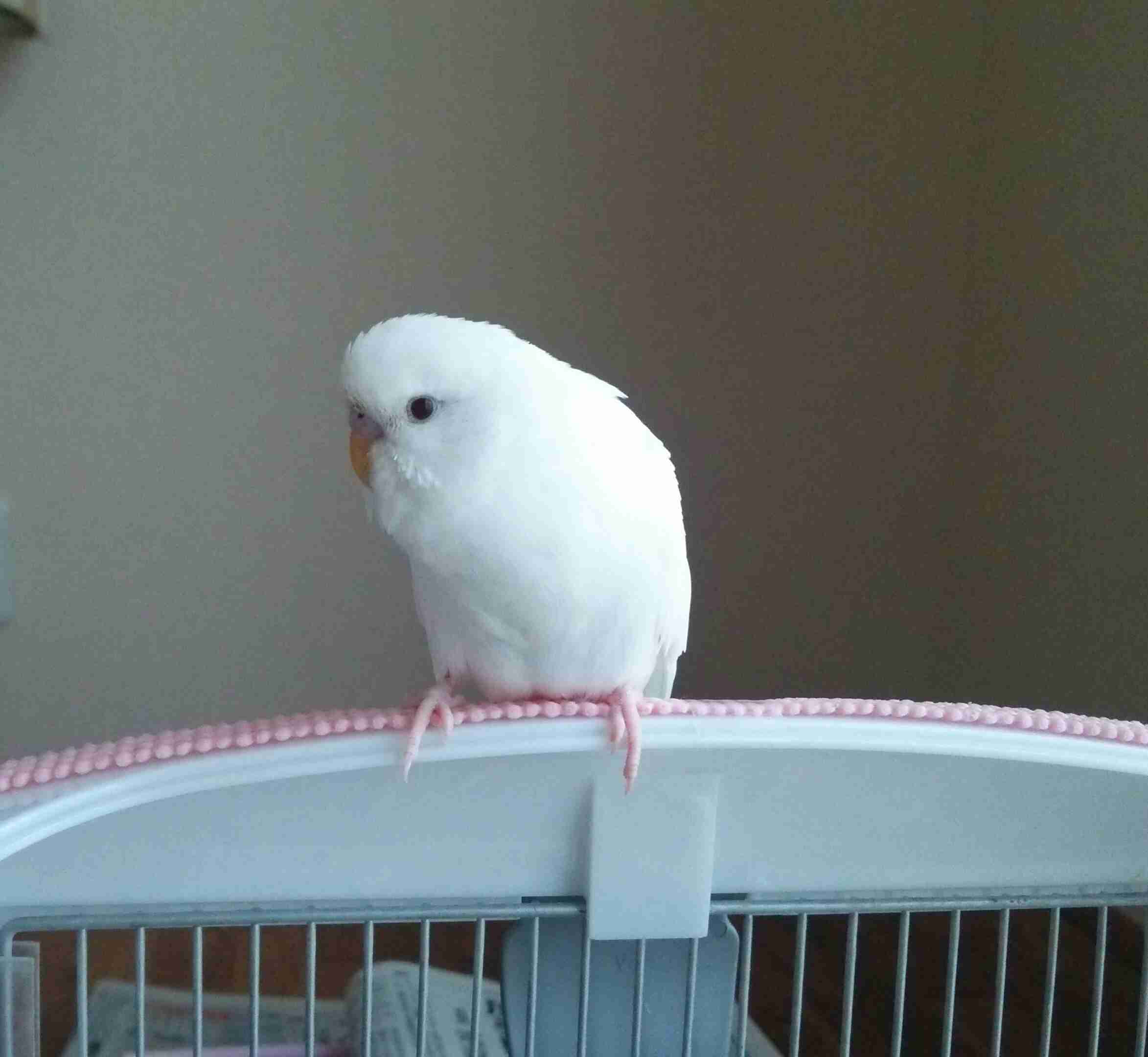 もふもふした動物達の画像を貼るトピ