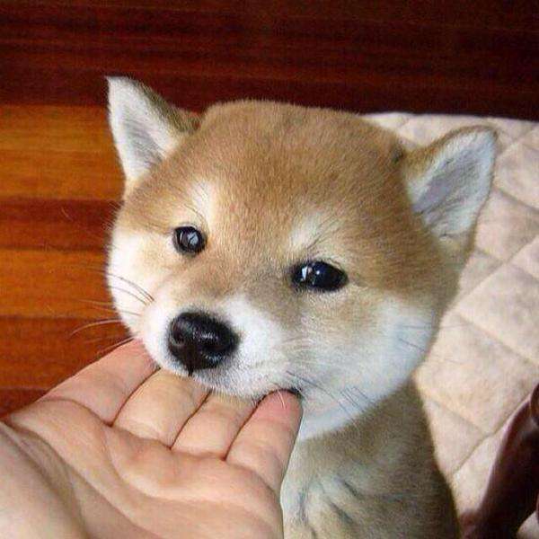 もふもふした動物達の画像を貼るトピ